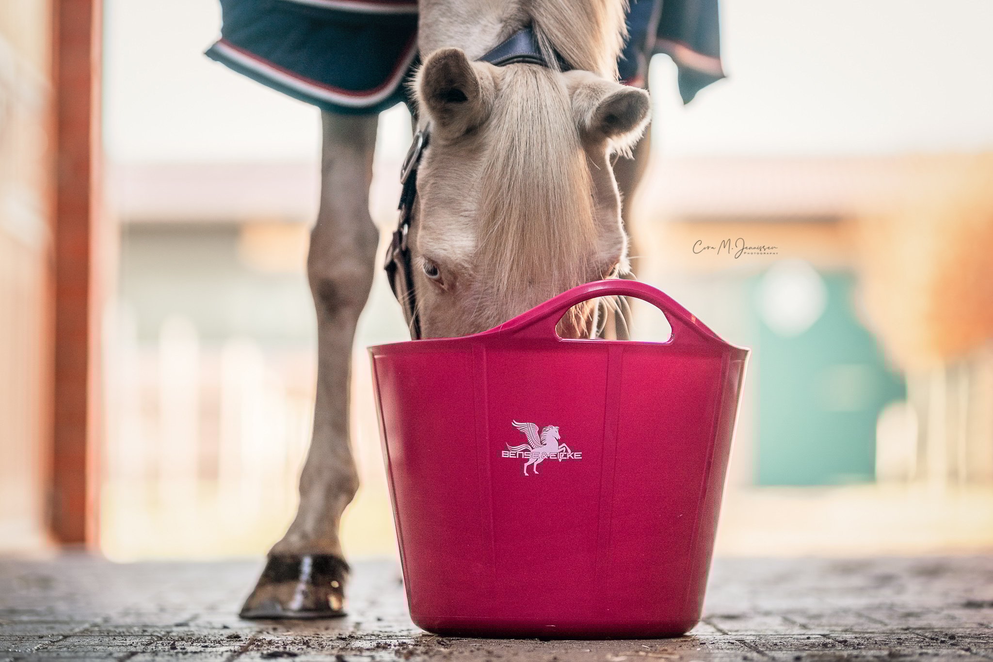Nahaufnahme eines hellbraunen Pferdes, das einen pinkfarbenen Bense & Eicke Futterkorb betrachtet.